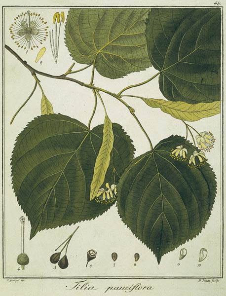 Linde (Tilia pauciflora)/Radierung Haas von Friedrich Guimpel