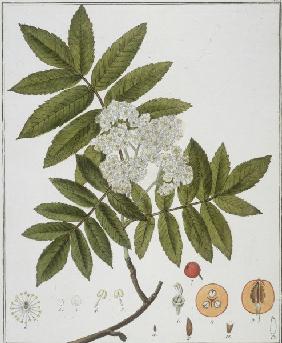 Common Rowan / Etching / Guimpel / 1816