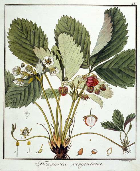 Strawberry / Guimpel / Etching / 1816