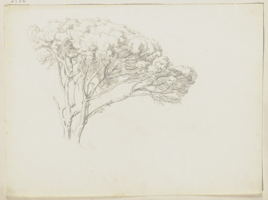 Baum von Friedrich Metz