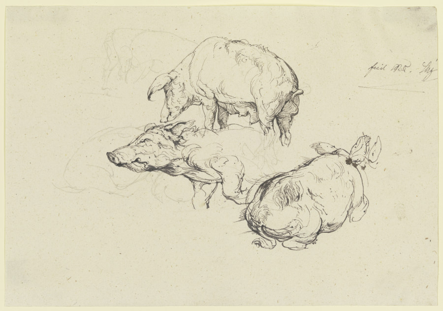 Drei Schweine von Friedrich Nerly