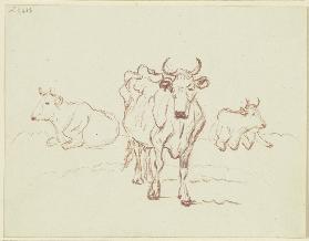Drei Rinder, die äußeren liegend, das mittlere auf den Betrachter zuschreitend