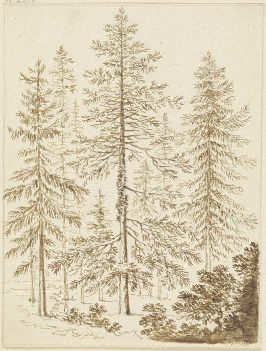 Eine Gruppe von Nadelbäumen von Friedrich Wilhelm Hirt