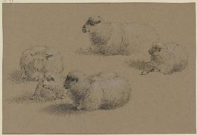 Fünf liegende Schafe