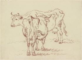 Zwei stehende Kühe