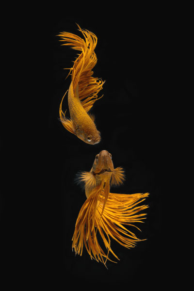 Liebesgeschichte vom goldenen Fisch von Ganjar Rahayu
