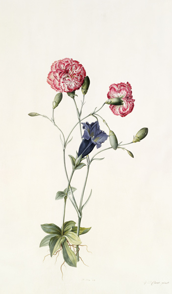 Carnation and Gentian von Georg Dionysius Ehret