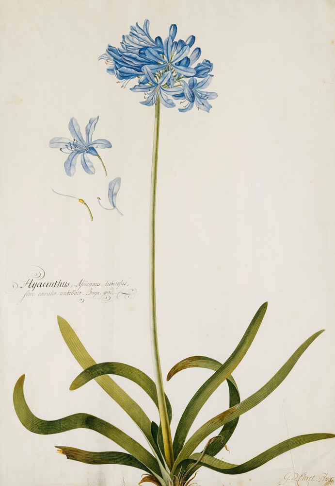 Schmucklilie. Bezeichnet Hyacinthus Africanus, tuberosus. von Georg Dionysius Ehret
