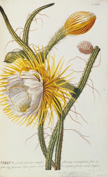 Cactus: Cereus from Trew's 'Plantae Selectae' 1750-73 von Georg Dionysius Ehret