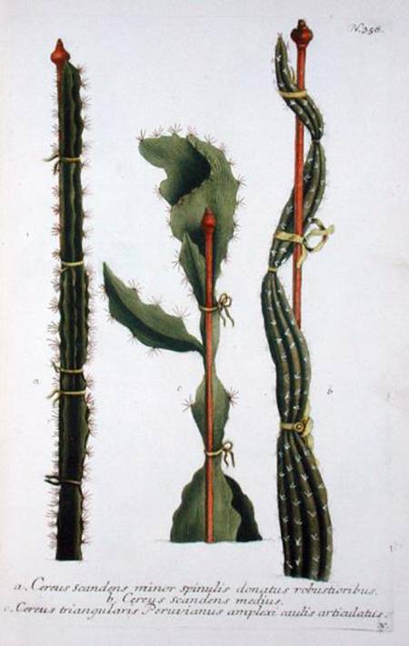 Cereus scandens minor, Cereus scandens medeus and triangularis Peruvianus, from 'Phytanthoza Iconogr von Georg Dionysius Ehret