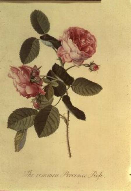The Common Provence Rose von Georg Dionysius Ehret