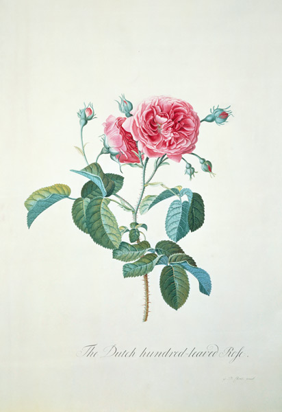 Rose: Dutch hundred-leaved Rose von Georg Dionysius Ehret