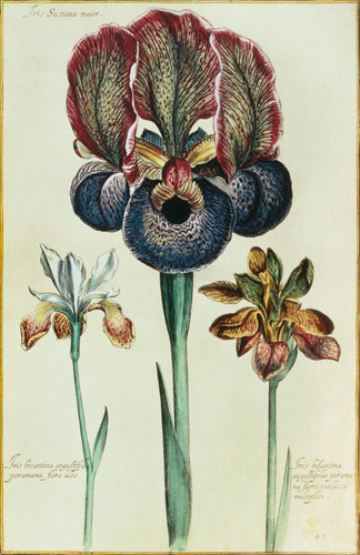 Iris susiana major and Iris bisantina angustifolia von Georg Dionysius Ehret