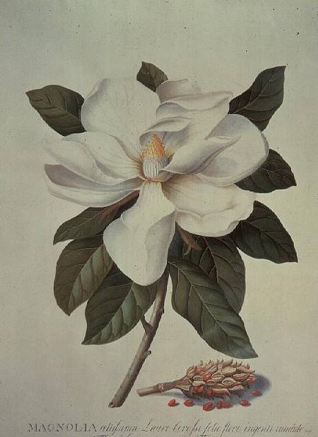 Magnolia von Georg Dionysius Ehret