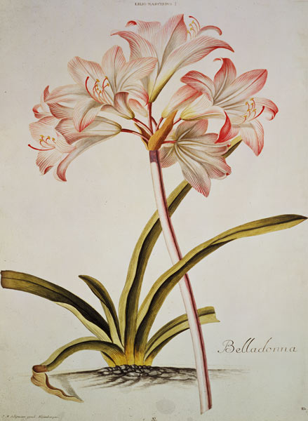 Lily: Lilium belladonna, (pl.12) from Trew's Hortus Nitidissumus 1 von Georg Dionysius Ehret
