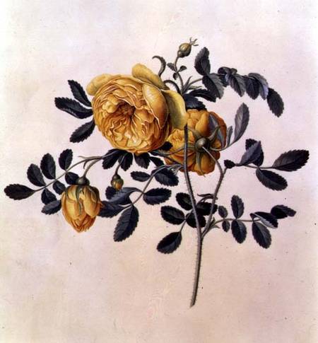 Rosa hemispherica von Georg Dionysius Ehret