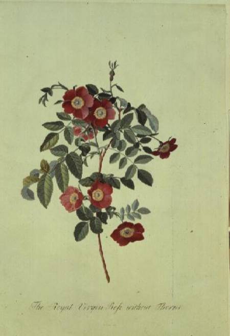 Rose: without thorns (Royal Virgin Rose) von Georg Dionysius Ehret