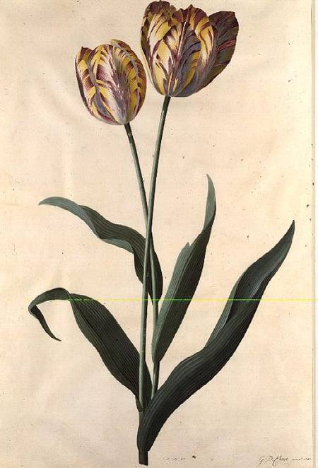 Tulip von Georg Dionysius Ehret