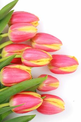 Tulpen von Georg R Brenner
