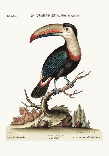 The Toucan or Brasilian Pye von George Edwards