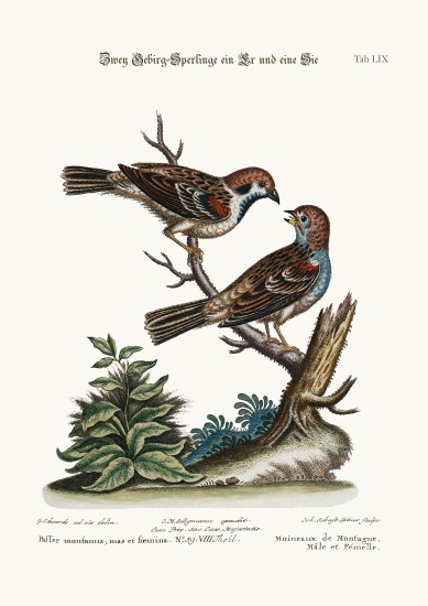 Mountain Sparrows, Cock and Hen von George Edwards