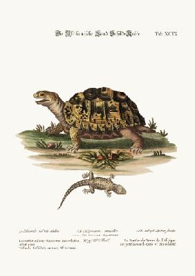 The African Land-Tortoise. The small spotted Grey Lizard 1749-73