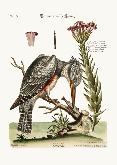 The American Kingfisher von George Edwards