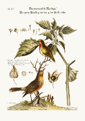 The American Nightingale. The Green Sparrow or Green Hummingbird 1749-73