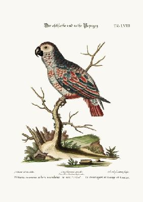 The Ash-coloured and Red Parrot 1749-73