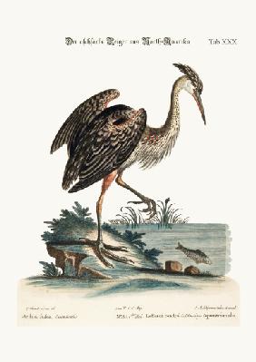 The Ash-coloured Heron from North-America 1749-73