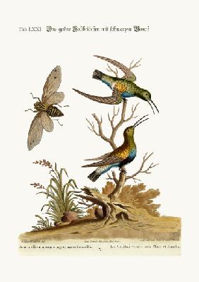 The black-bellied green Hummingbird 1749-73