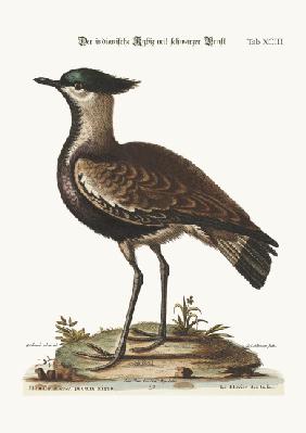 The black-breasted Indian Plover 1749-73