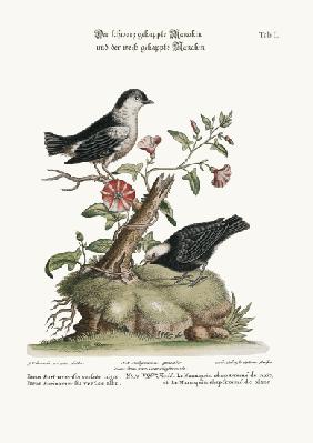 The Black-capped Manakin, and the White-capped Manakin 1749-73