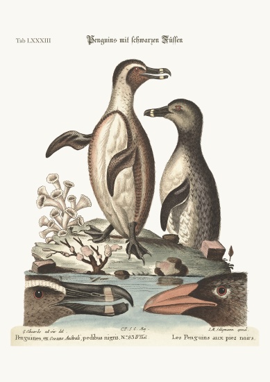 The black-footed Penguins von George Edwards