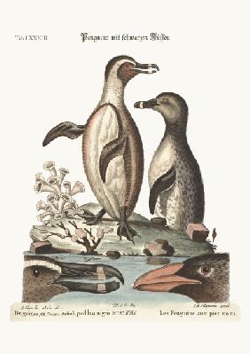 The black-footed Penguins 1749-73