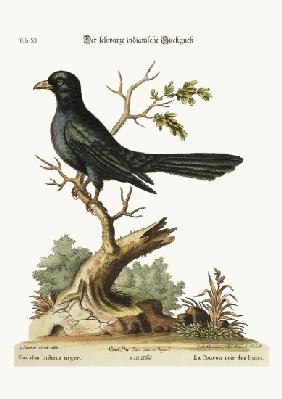 The black Indian Cuckow 1749-73