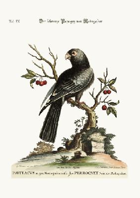 The black Parrot from Madagascar 1749-73