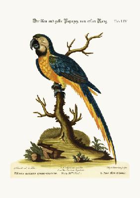The Blue and Yellow Maccaw 1749-73