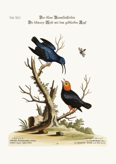 The blue Creeper. The golden-headed black Tit-mouse von George Edwards