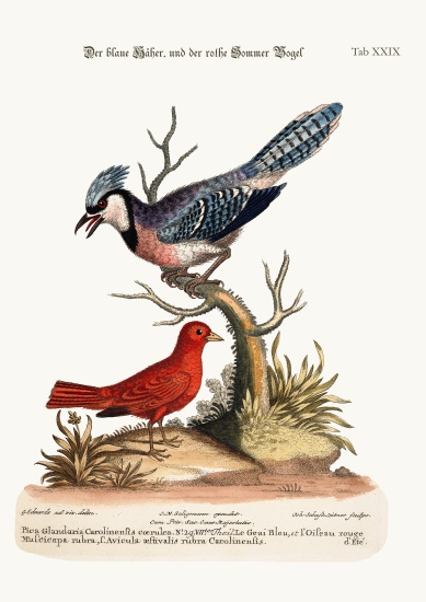 The Blue Jay, and the Summer Red-Bird von George Edwards