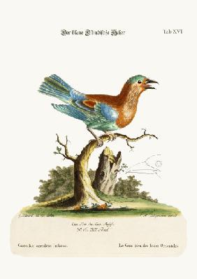 The Blue Jay from the East-Indies 1749-73