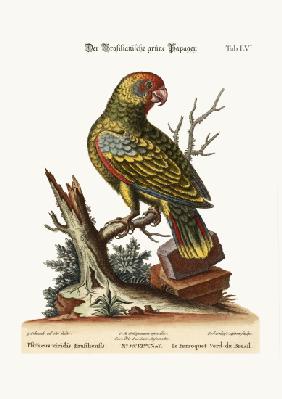 The Brasilian Green Parrot 1749-73