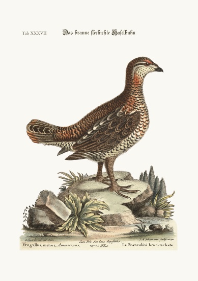 The brown and spotted Heathcock von George Edwards