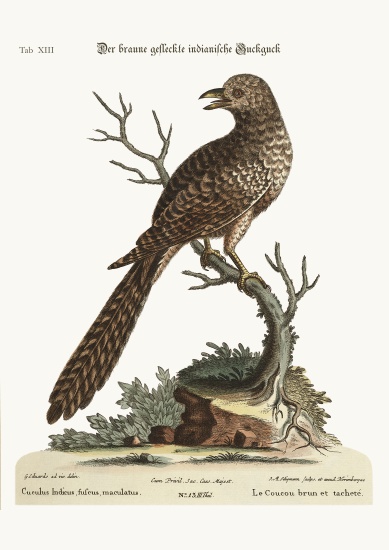 The brown and spotted Indian Cuckow von George Edwards
