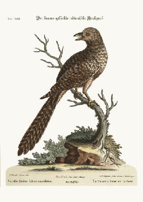 The brown and spotted Indian Cuckow 1749-73