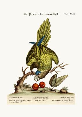 The Brown-throated Parrakeet 1749-73