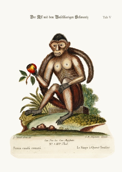 The Bush-tailed Monkey von George Edwards