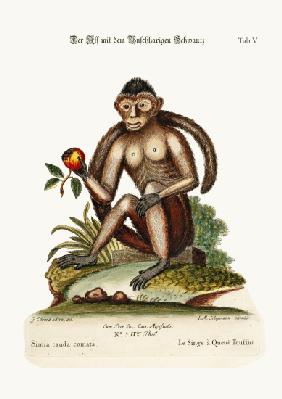 The Bush-tailed Monkey 1749-73
