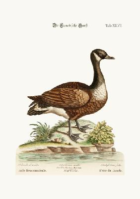 The Canada Goose 1749-73