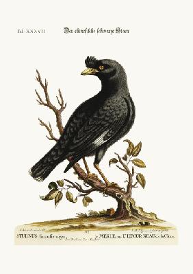 The chinese Starling or Black-Bird 1749-73